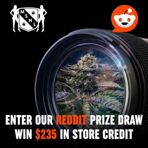 Cannabis Seed Competition