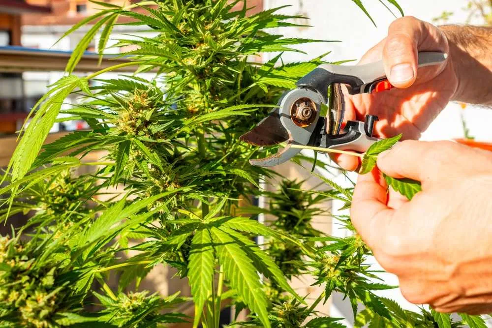 A grower tending a flowering cannabis plant