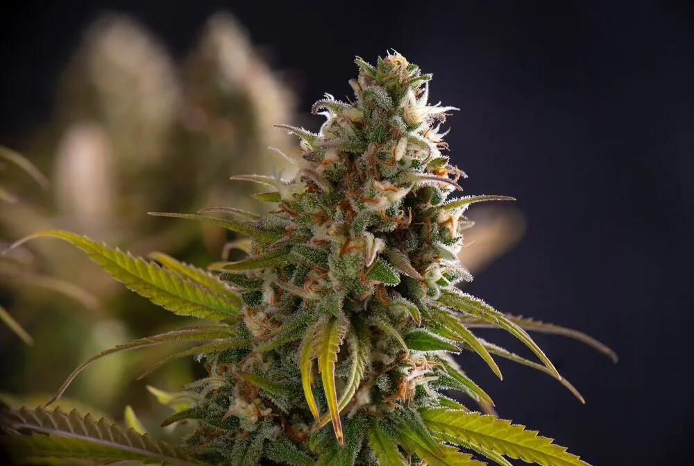 A mature flowering cannabis plant