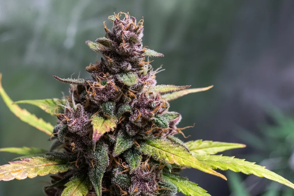 Cannabis cultivation image for the Club MSNL Gold tier