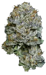 Feminized seeds flower