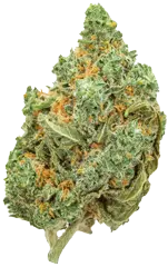 Regular seeds flower