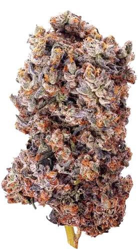 Autoflowering seeds bud