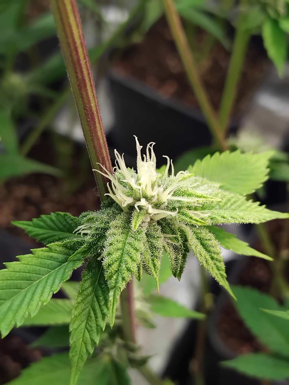 Female cannabis flowers observed during an MSNL feminized seed test grow