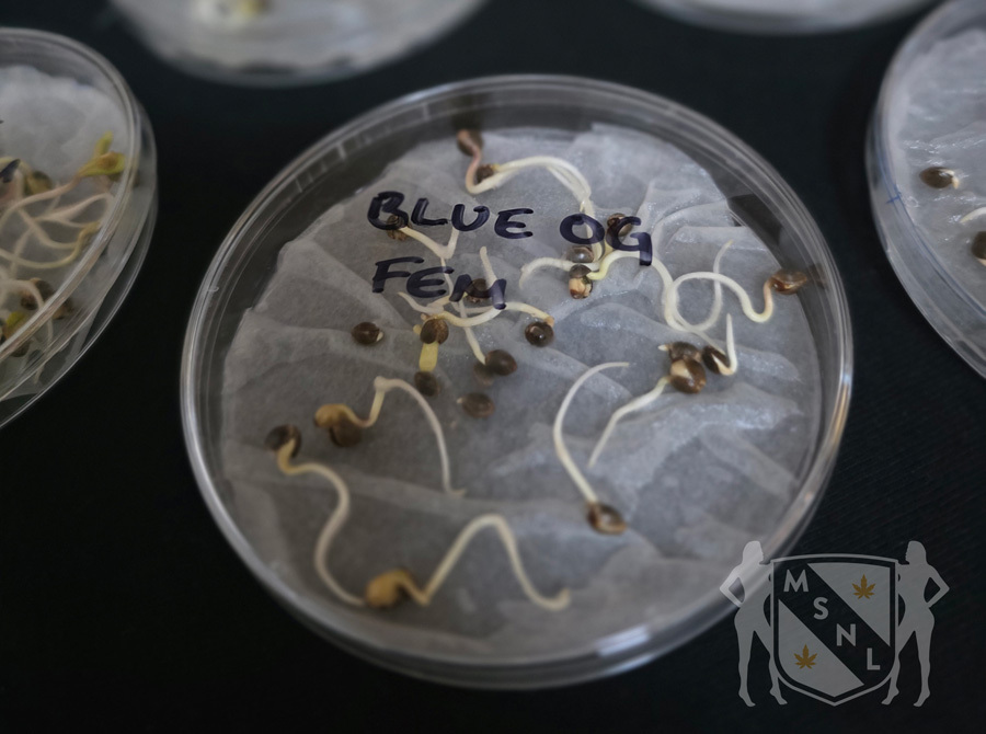 MSNL cannabis seeds germinating in a Petri dish during an in-house batch test