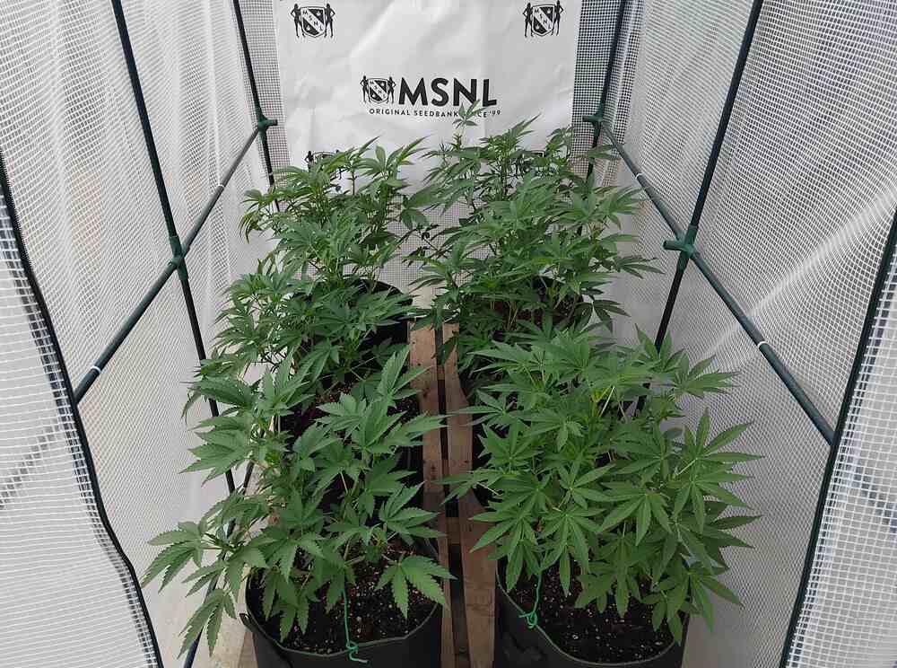 Cannabis plants in an isolated MSNL test grow