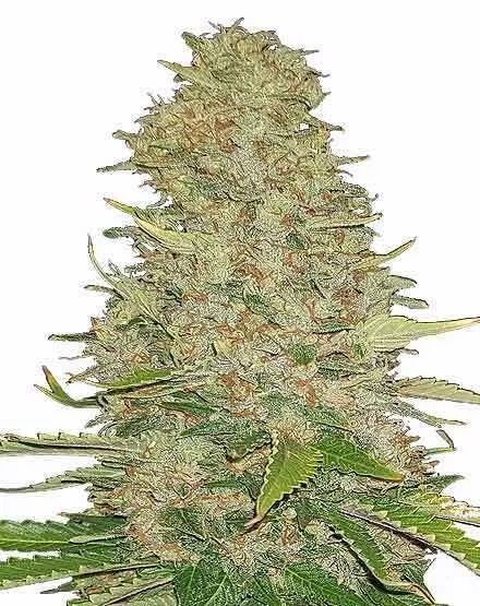 Ghost Train Haze Feminized