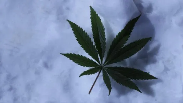 How to grow cannabis in winter