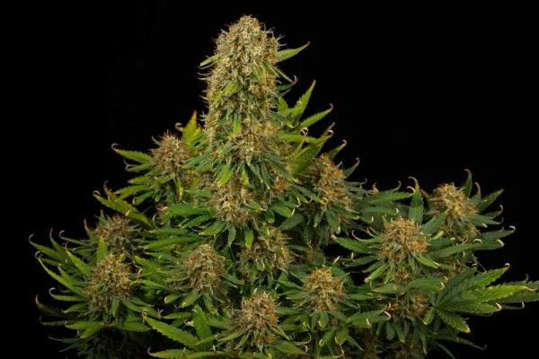 How Many Bruce Banner Strains Are There?