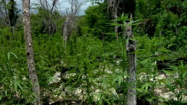 Baking Space Cake with Marge from Bite Me The Show About Edibles