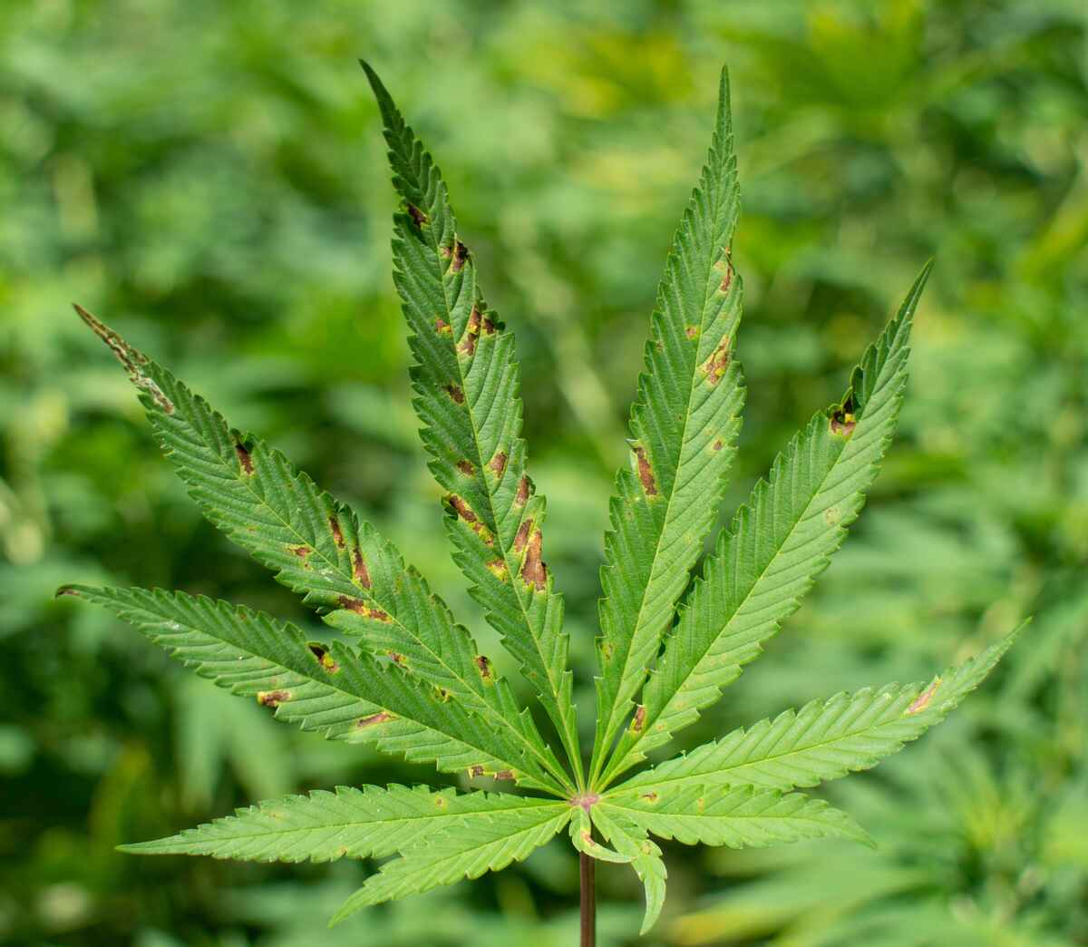 Cannabis plant with calcium deficiency