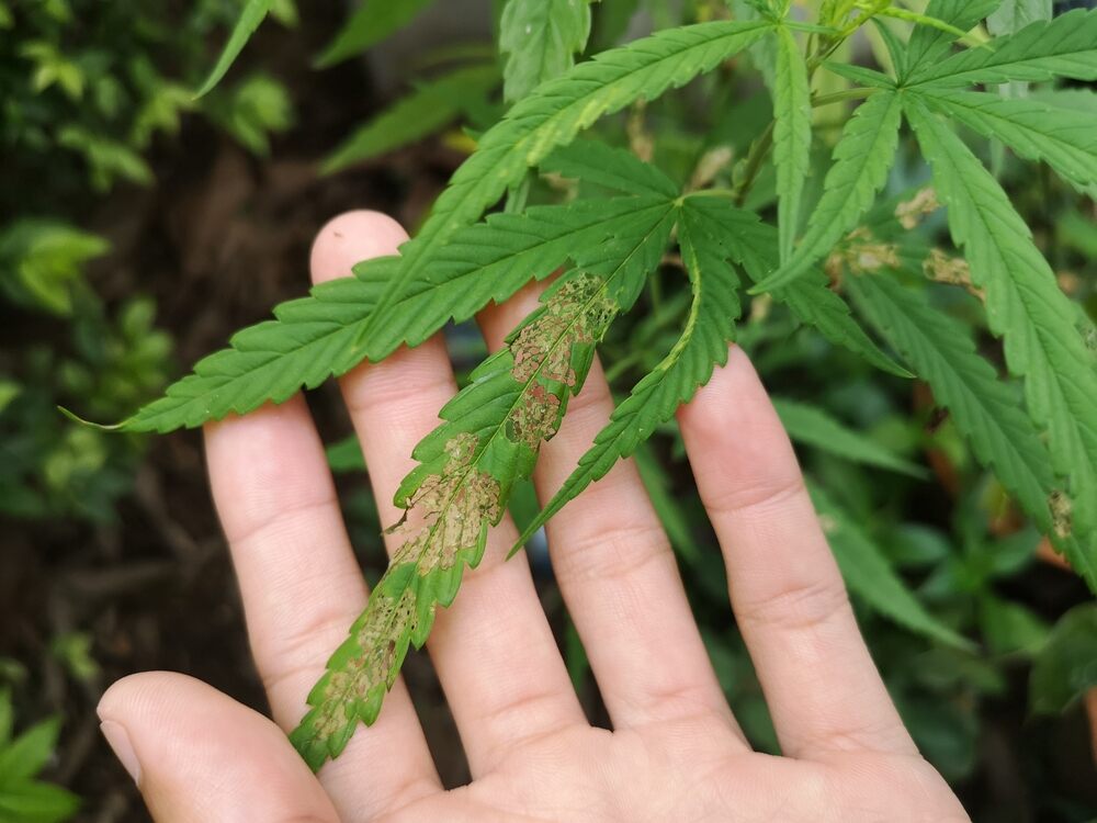 hand holding cannabis leaf with calcium deficiency