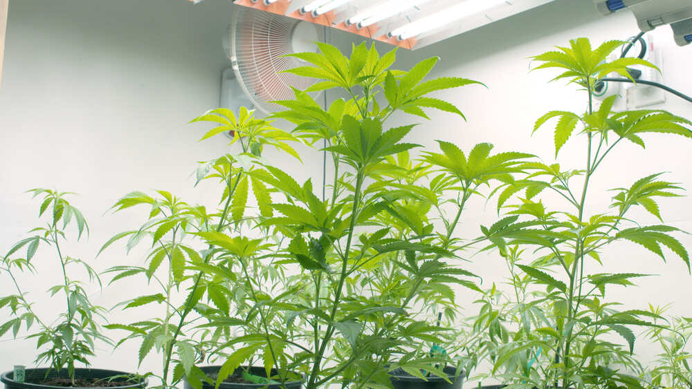 cannabis plants in veg stage under CFL lights
