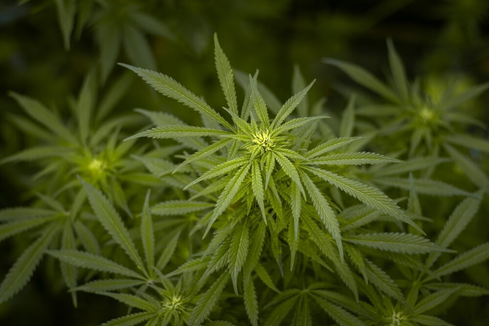 a cannabis plant with visible hairs indicating it is in the early flowering stage