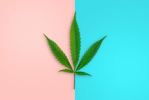 Cannabis leaf blue-pink (1)