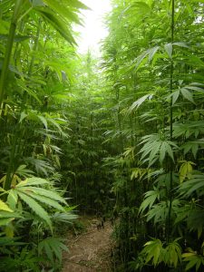 growing-marijuana-hemp-outdoors-sun_result