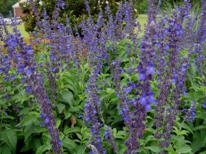 salvia-legal-high