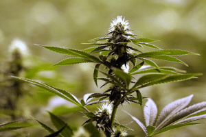 anatomy of a cannabis plant