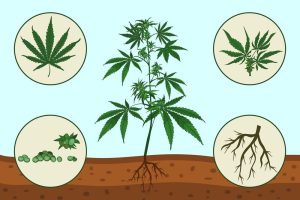 vector-showing-cannabis-plant-anatomy-2