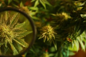 checking trichomes with a magnifying glass