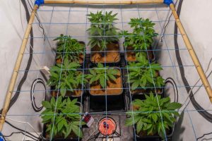 scrog net autoflower lst grow in an indoor tent (1)