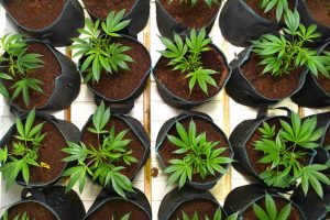 pot size for cannabis
