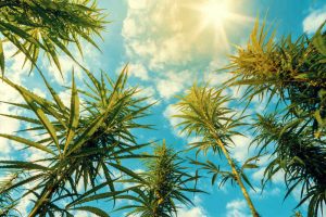 sativa-strains-growing-in-a-field