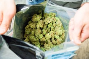 an ounce of weed in a large ziplock bag
