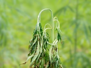 fusarium on cannabis causing the leaves to wilt