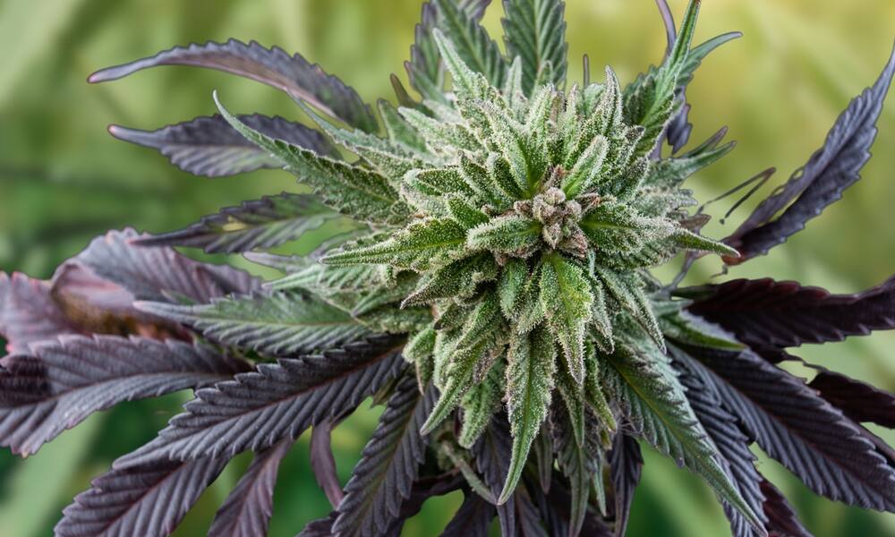 a close up of a acapulco gold cannabis plant with it