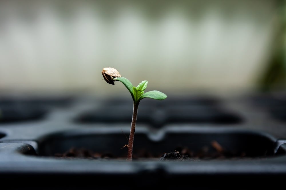 an autoflower seedling that was recently germinated in a black try with soil in it