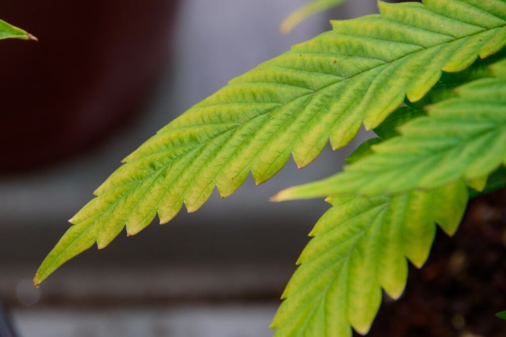 cannabis leaf with burnt tips and brown spots showing signs of nutrient lockout