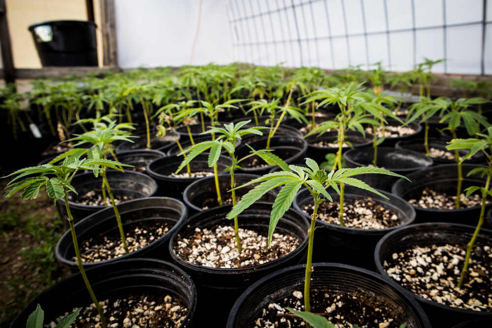 cloned cannabis plants in black pots growing inside of a tent in a sea of green