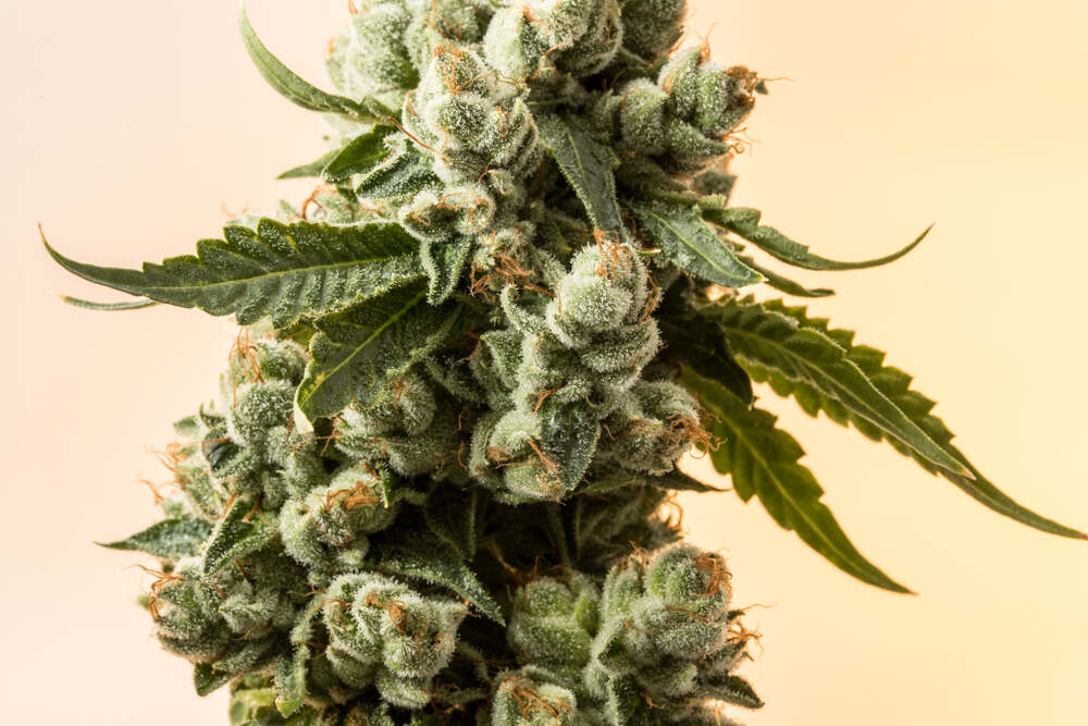 a close up of a colombian gold cannabis plant with an orange background
