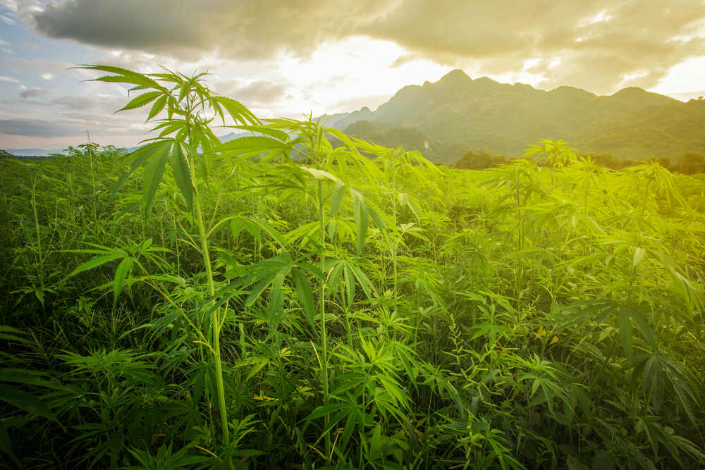 landrace cannabis growing in asia with mountains in the background on a cloudy day