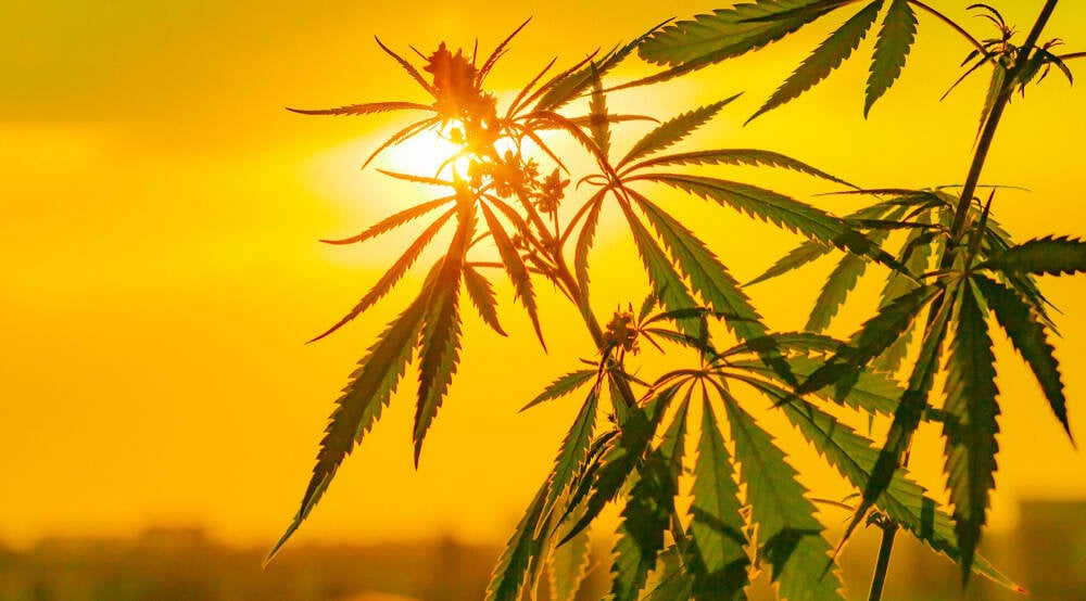 landrace cannabis growing in relentless sun