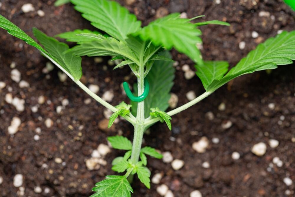 an autoflower plant that is being LST