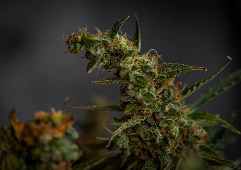 How tall do autoflowers grow? | MSNL Blog AU