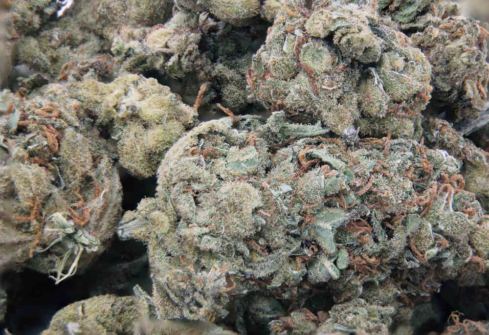 close up photo of cannabis bud