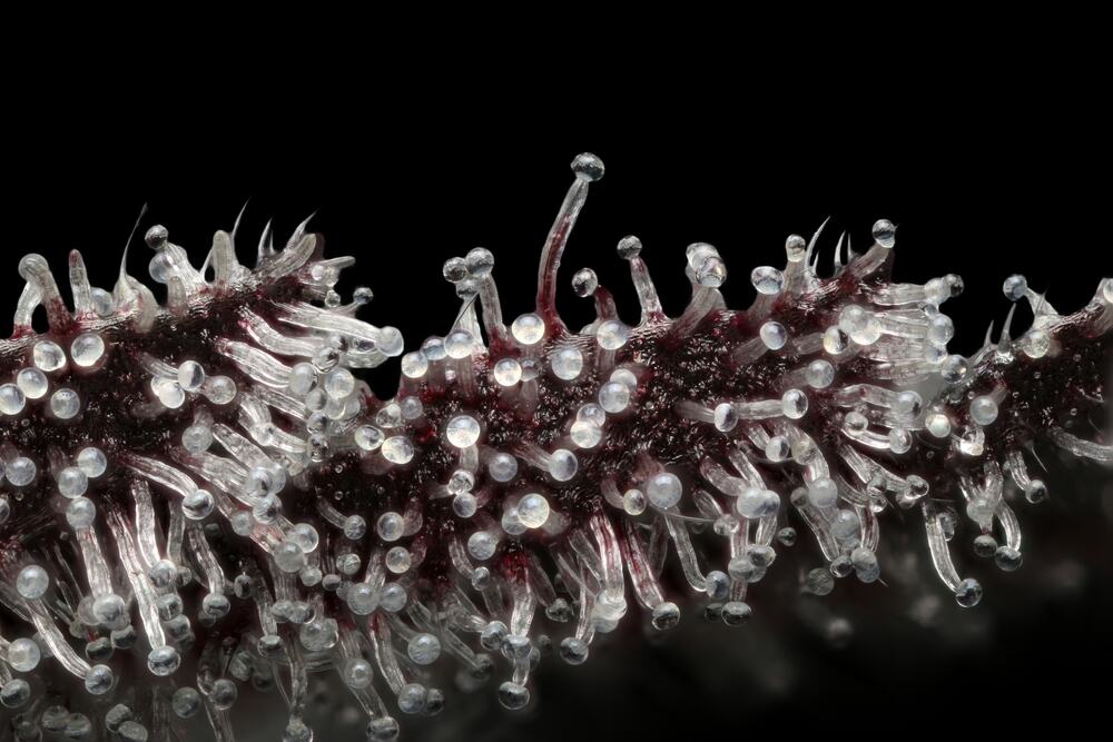 a close up photo of trichomes on cannabis bud