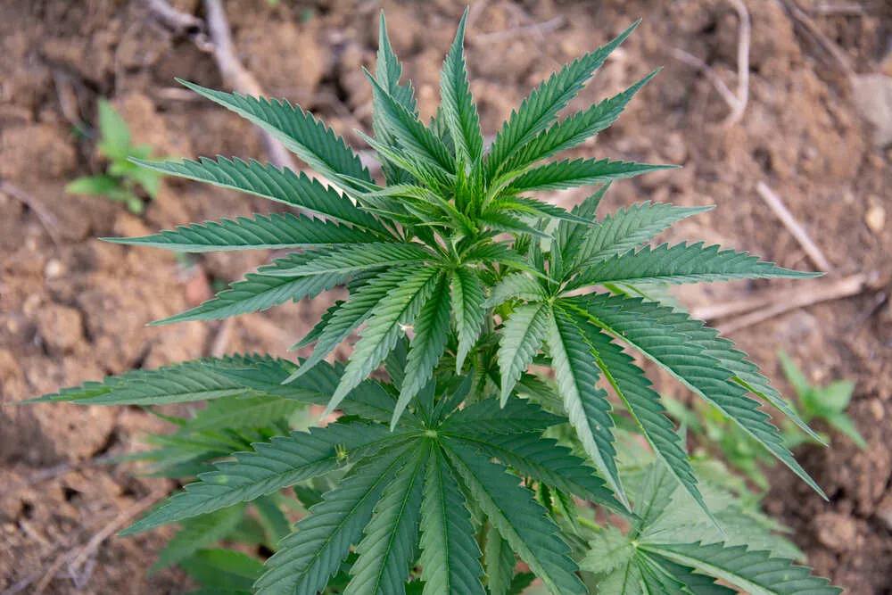 the top of the cannabis plant turning off shade and looking tired
