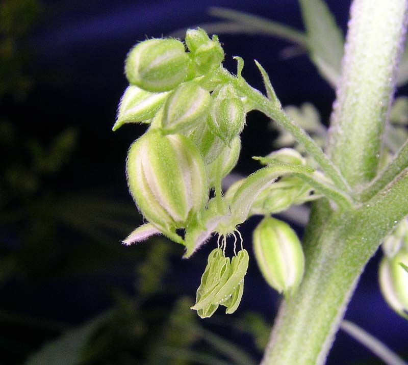 Male Marijuana pollen sacks