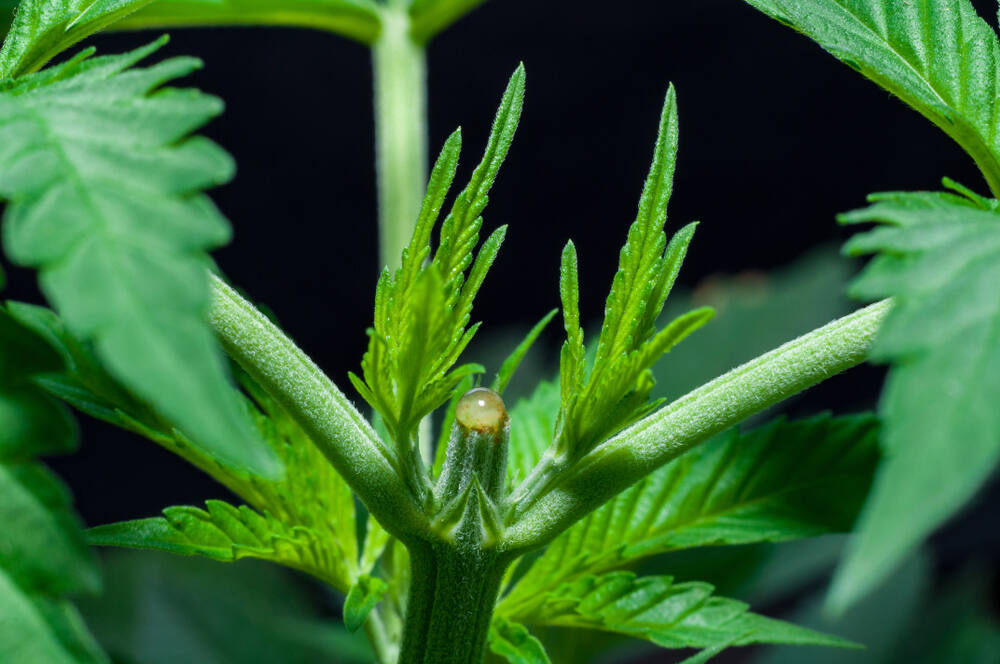 a cannabis plant that has been topped
