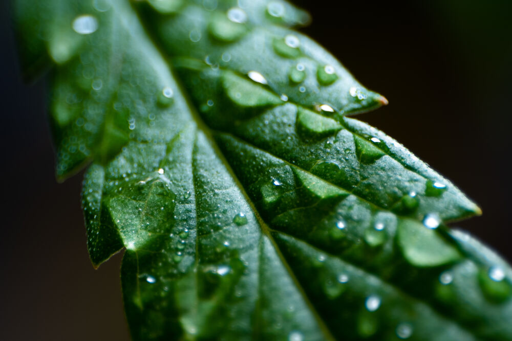 a wet cannabis leaf that has water bubbles all over it