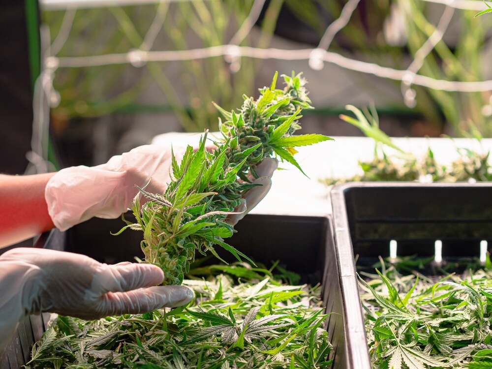 a person with white gloves harvesting cannabis bud and chopping unwanted leaves into black trays