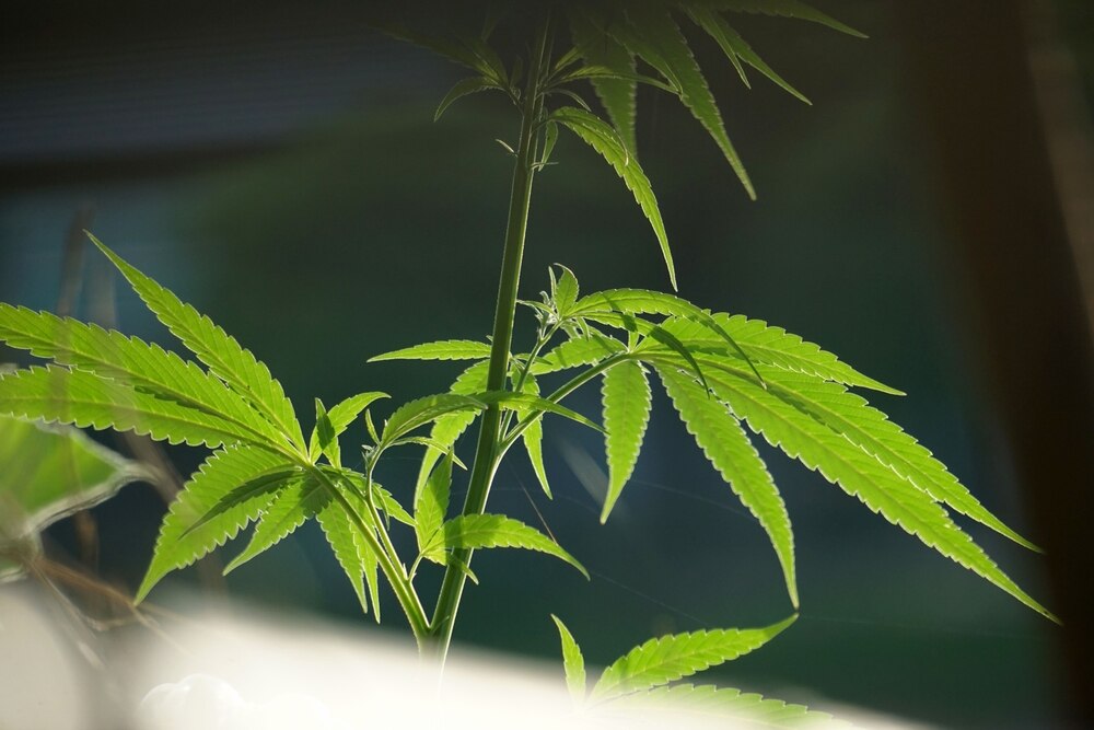 a cannabis internode that looks to be stretching maybe due to insufficient light