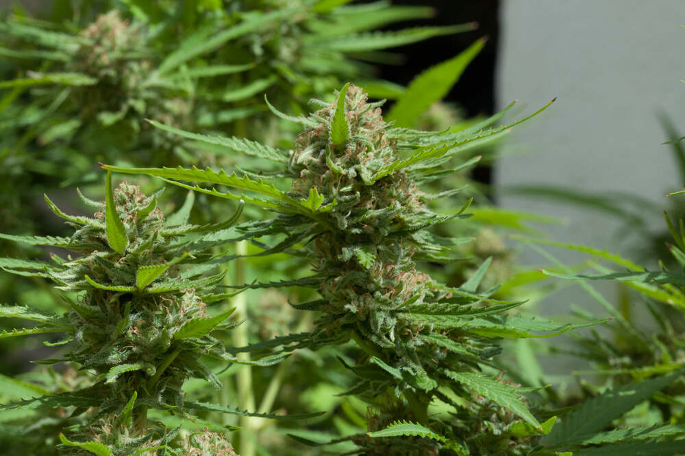 cannabis plants that are at the end of the flowering stage