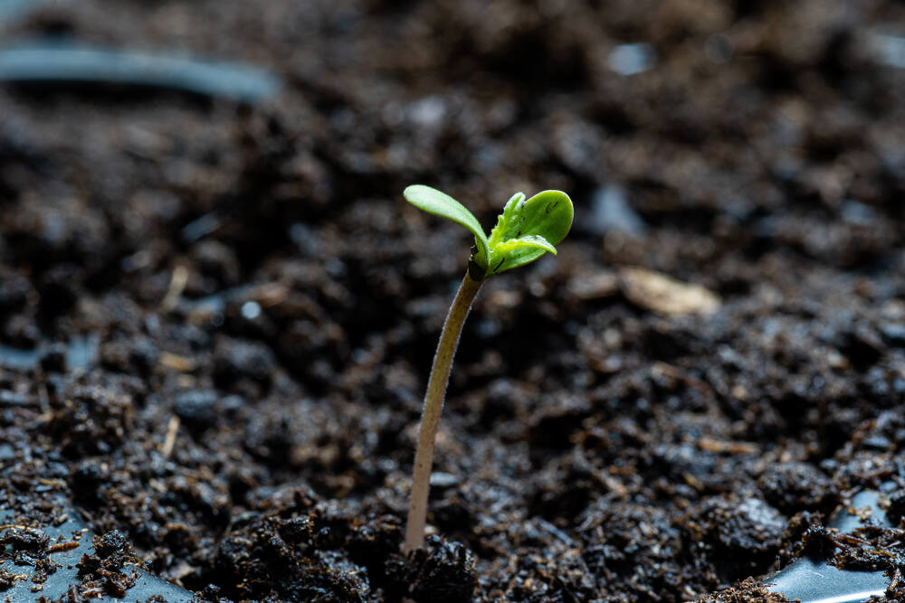 the stem of a cannabis plant that has now emerged out of the soil and producing first set of leaves