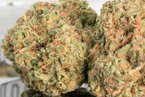 dense-cannabis-bud-1
