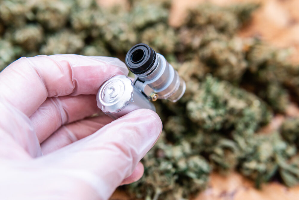 a person with white golves holding a microscope to check the quality of cannabis trichomes